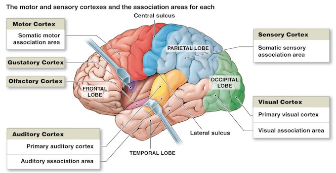 cortex-brain